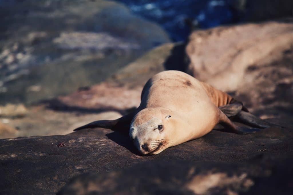 A seal lays on a rock.