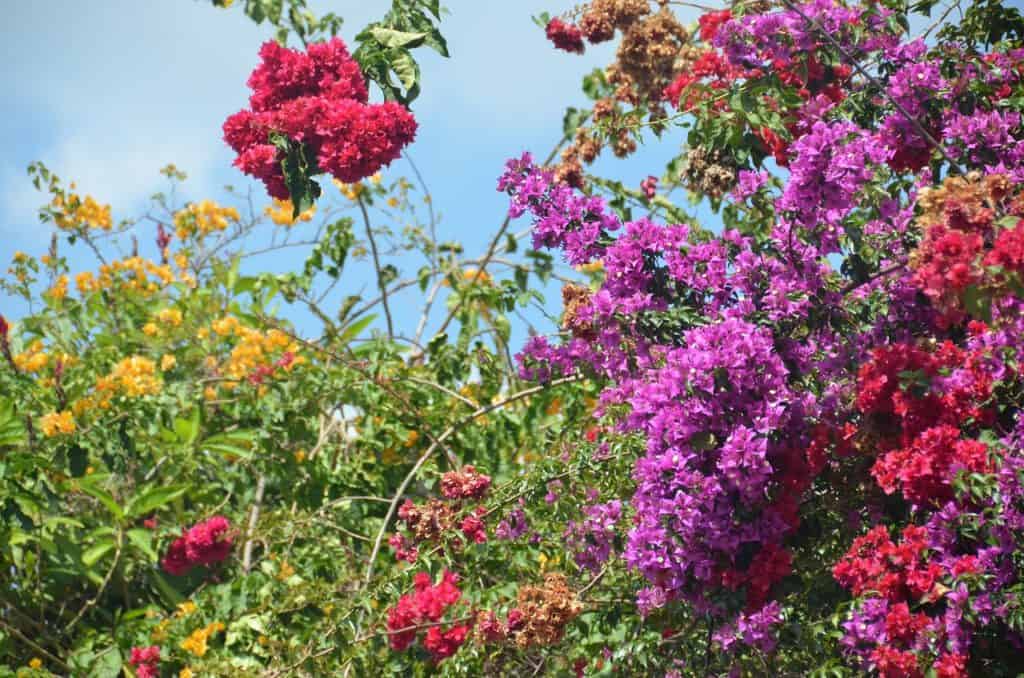 Purple, pink and yellow flowers growing on a bush.