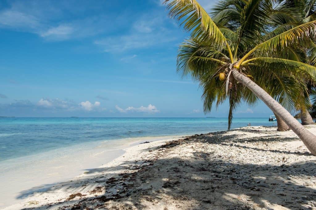 A palm tree on a waterfront with sand.