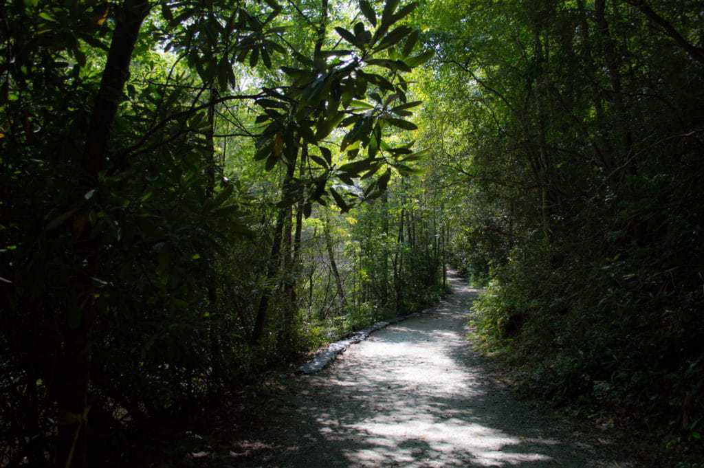 A path leads through the forest.