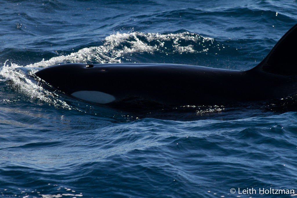whalesharkkillerwhale