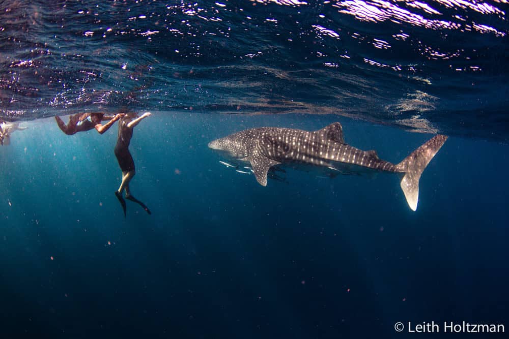 Person swimming next to a whale shark.