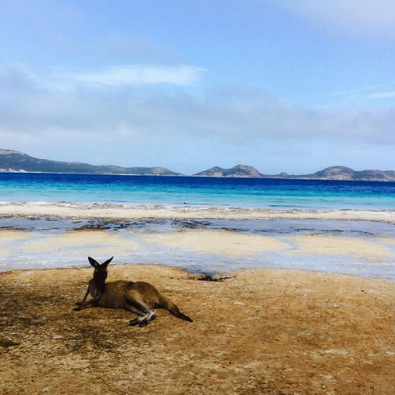 A kangaroo lays next to the ocean.