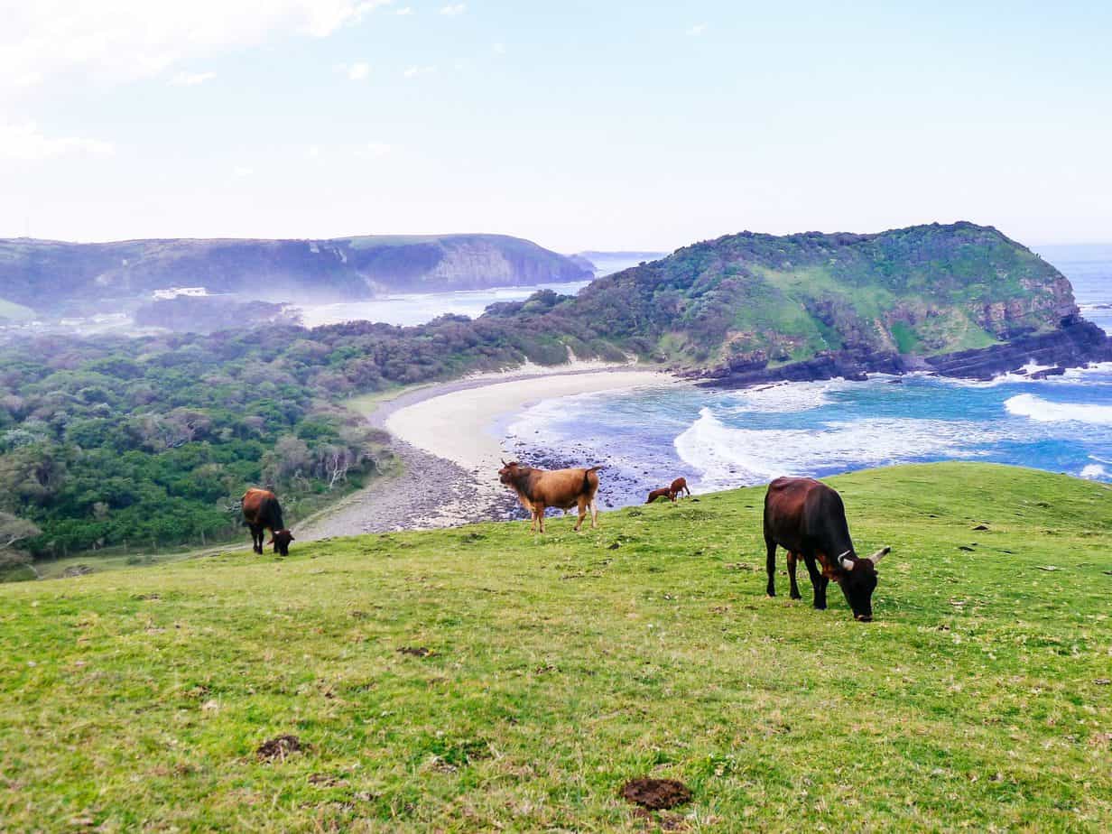 Cattle grazing on a lush green landscape with the ocean behind them.