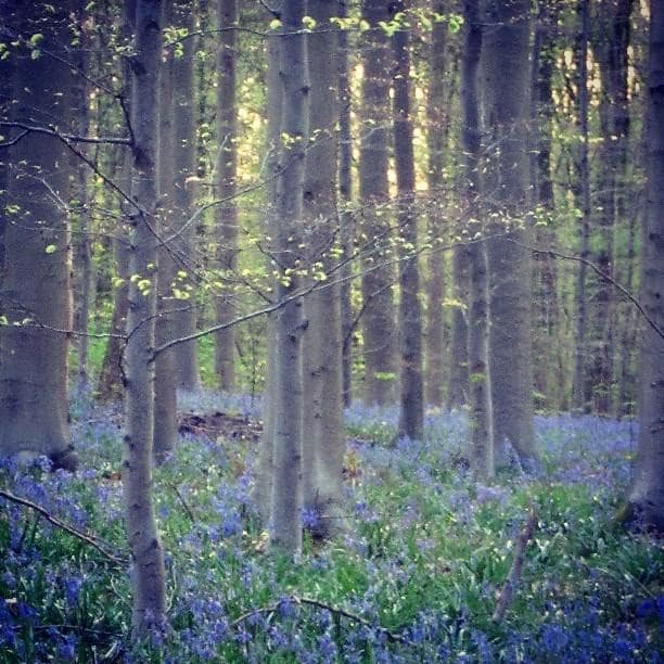 An enchanted forest during the day with purple wildflowers.