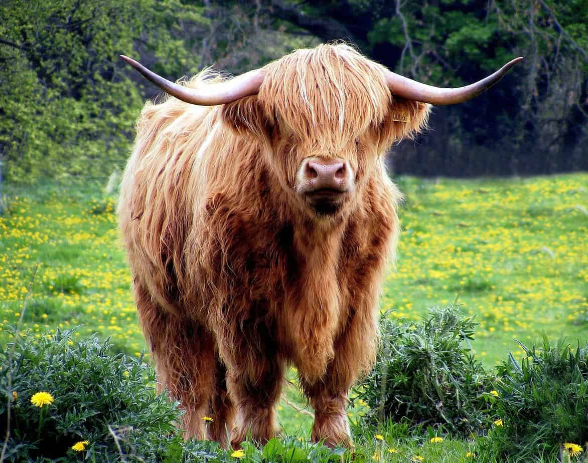stirling scotland things to do - highland cow in field