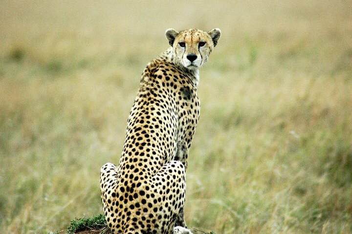 A cheetah looks over its back in a field.