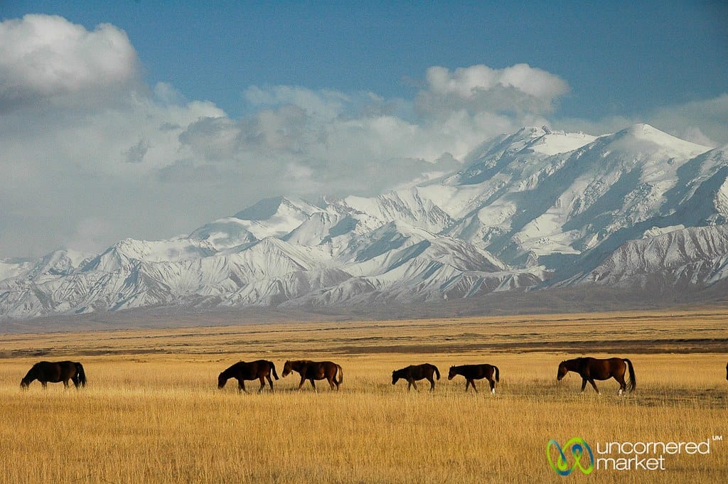 Horses graze in a field with a giant snowy mountain behind them.