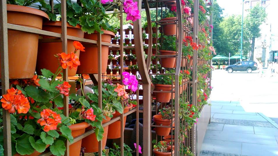 Rows of plants hanging outdoors, with pink and red flowers.