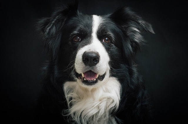 A black and white dog smiles at the camera.