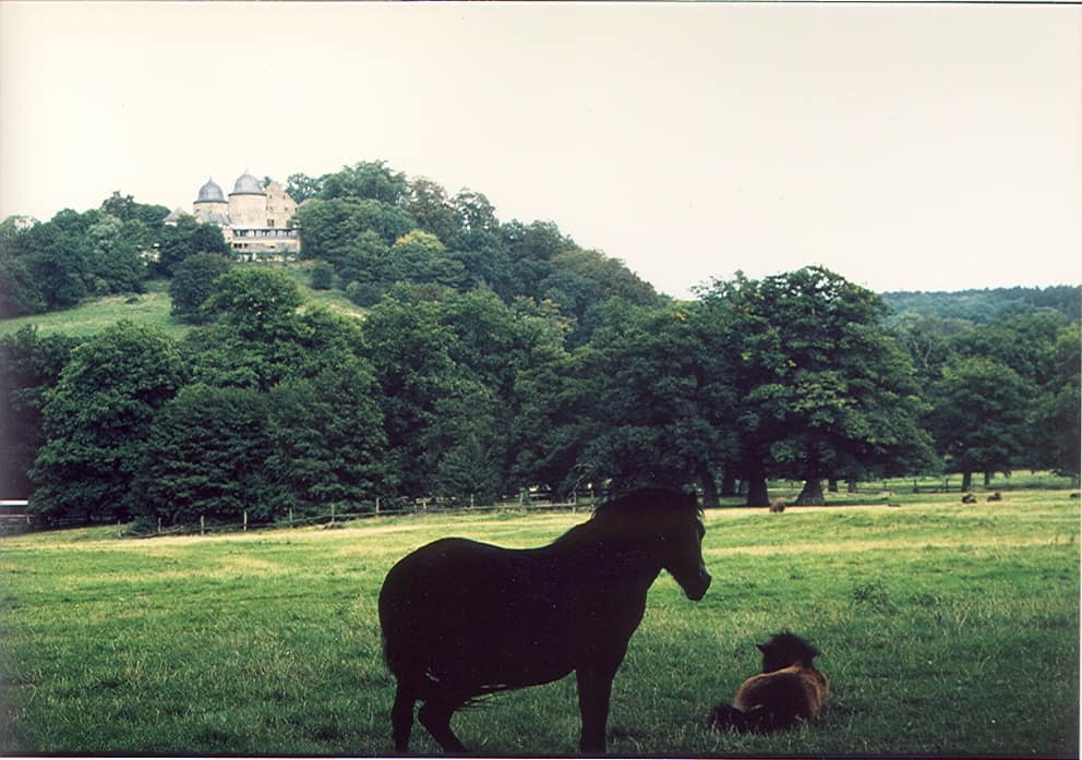 Horses relax in a green space. A building situated on a mountain is seen behind.