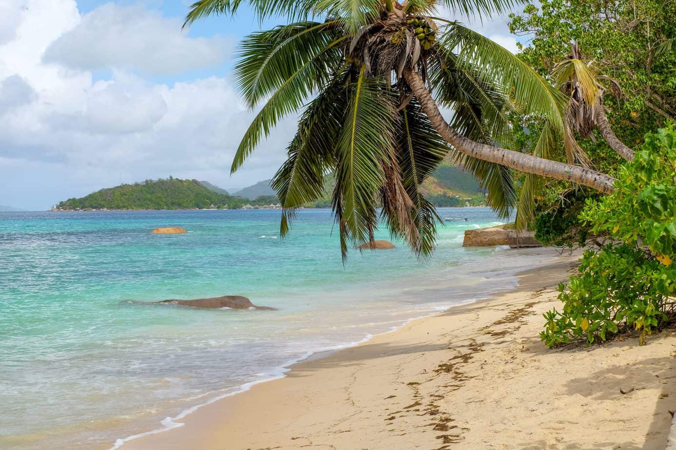 A palm tree hangs over a beach.