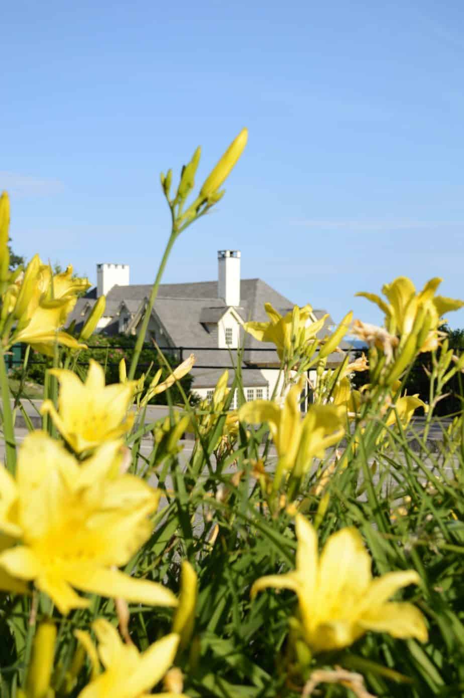 Close up of yellow flowers with a white building behind.