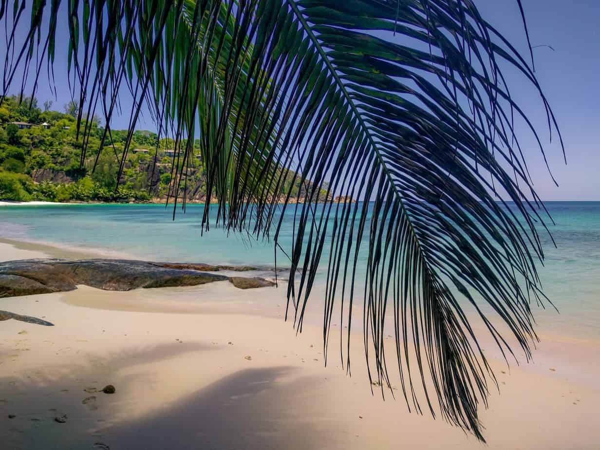 A palm tree cascades down with a beach behind.