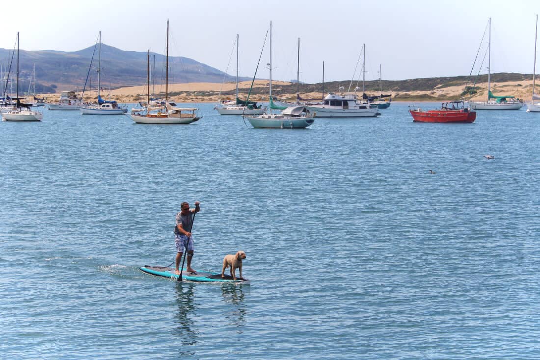 A man on a surfboard with a dog on the board. Boats float on the water behind.