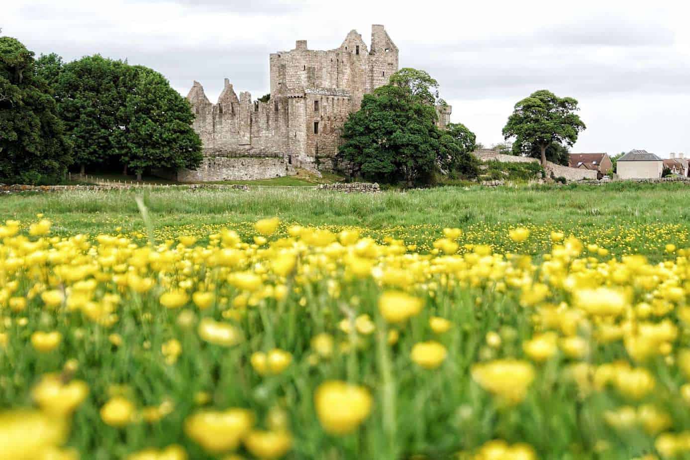 A stone castle is seen on the other side of a garden filled with yellow flowers.