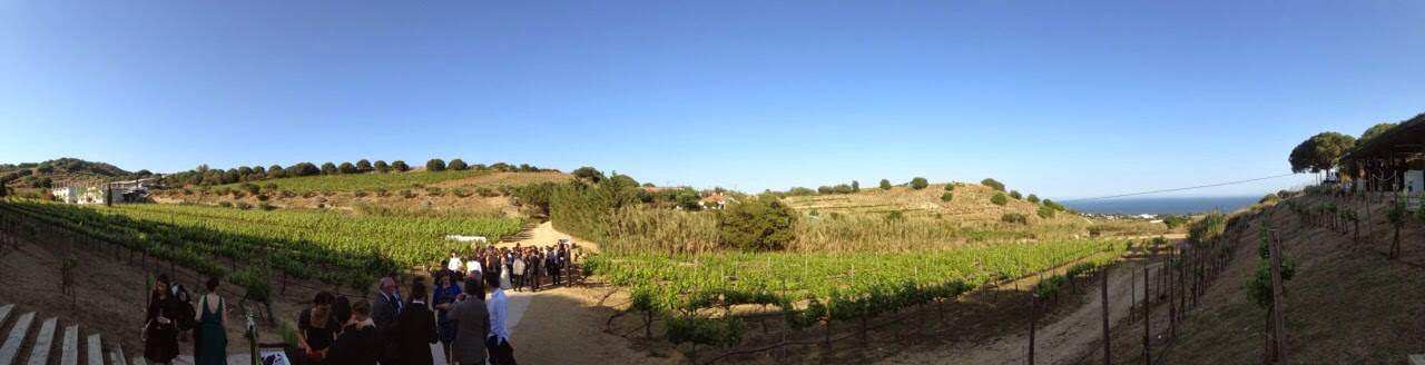 People stand in a vineyard under a blue sky.