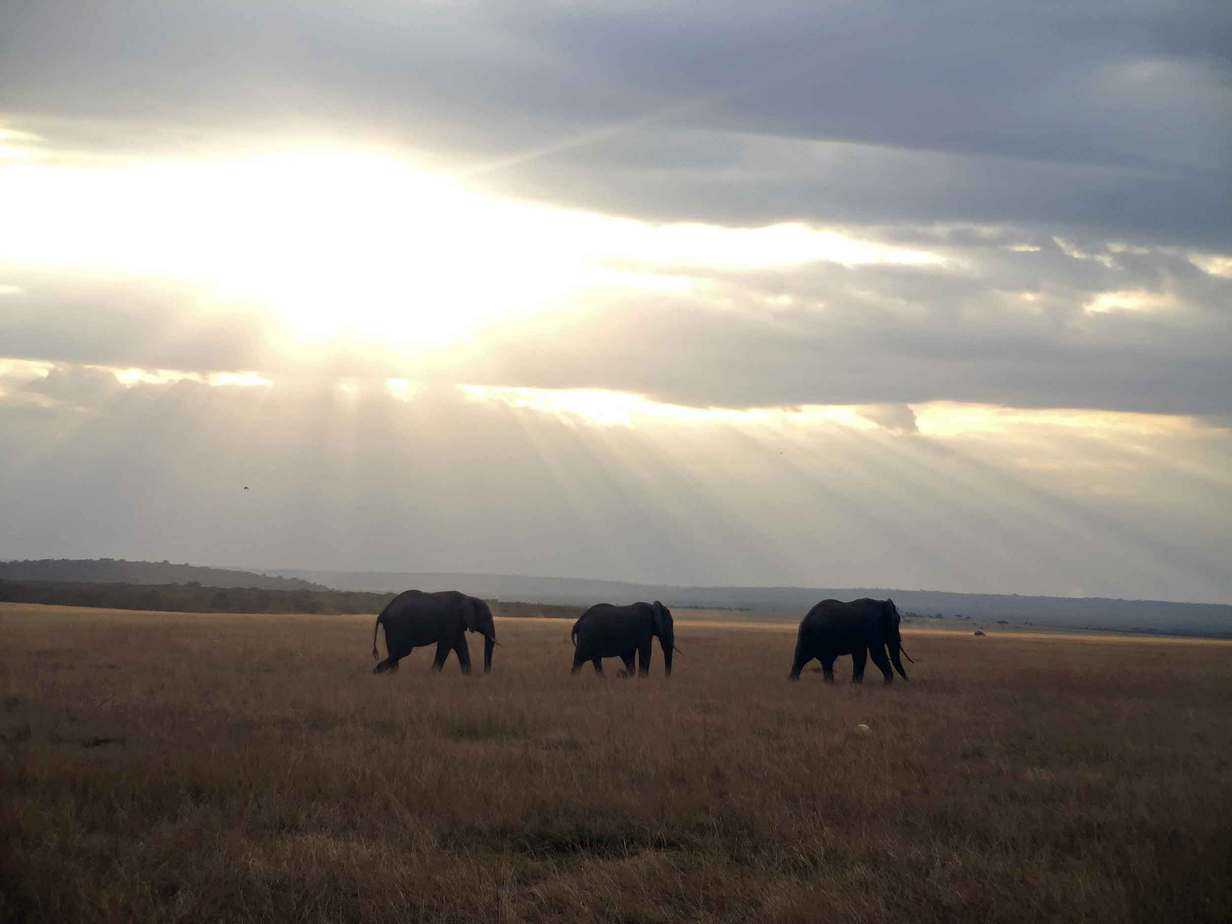 Elephants walk in a field under a cloudy sky.