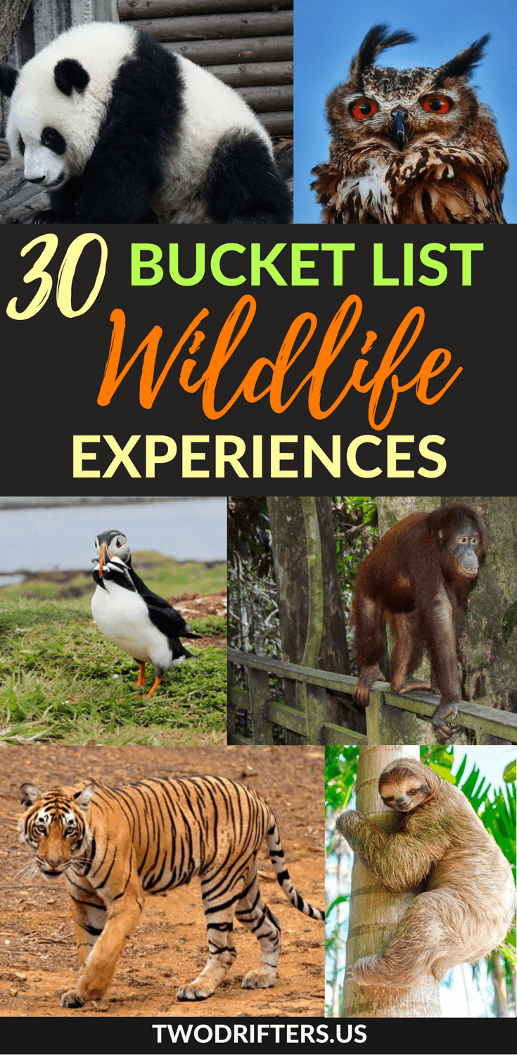 Pinterest social share image that says, "30 Bucket List Wildlife Experiences."