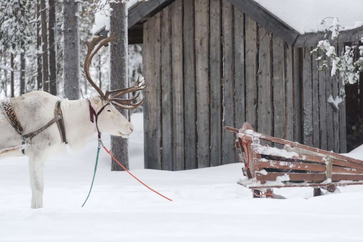 An animal in the snow at a romantic getaway spot with a barn in the background