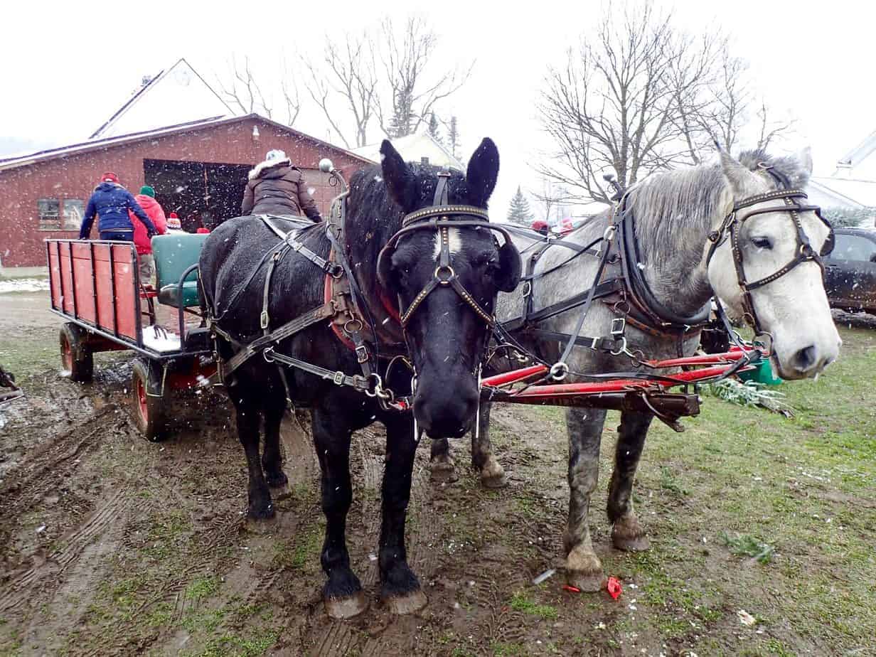Two horses pull a wagon with people in it while it\'s snowing outside.