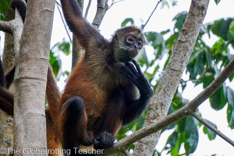 amazing wildlife experiences - Monkeys in Costa Rica