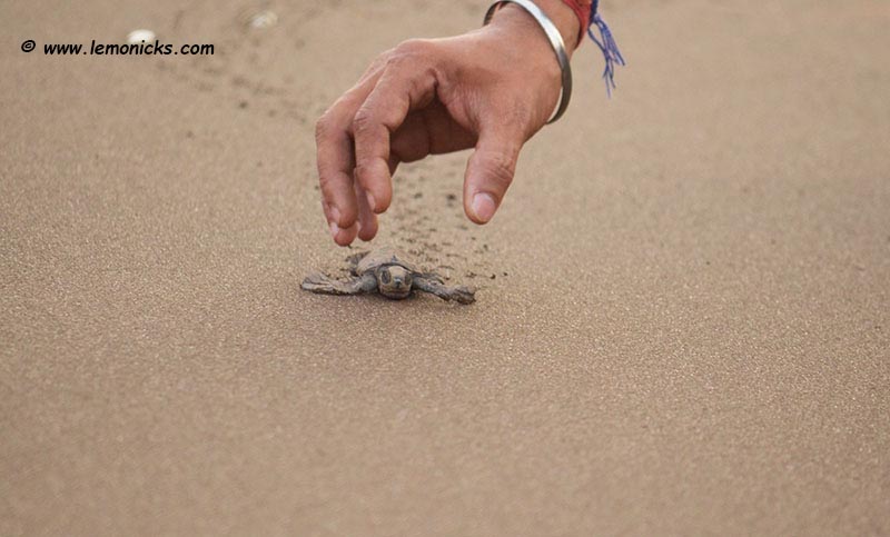 sea turtles hatching - animal bucket list