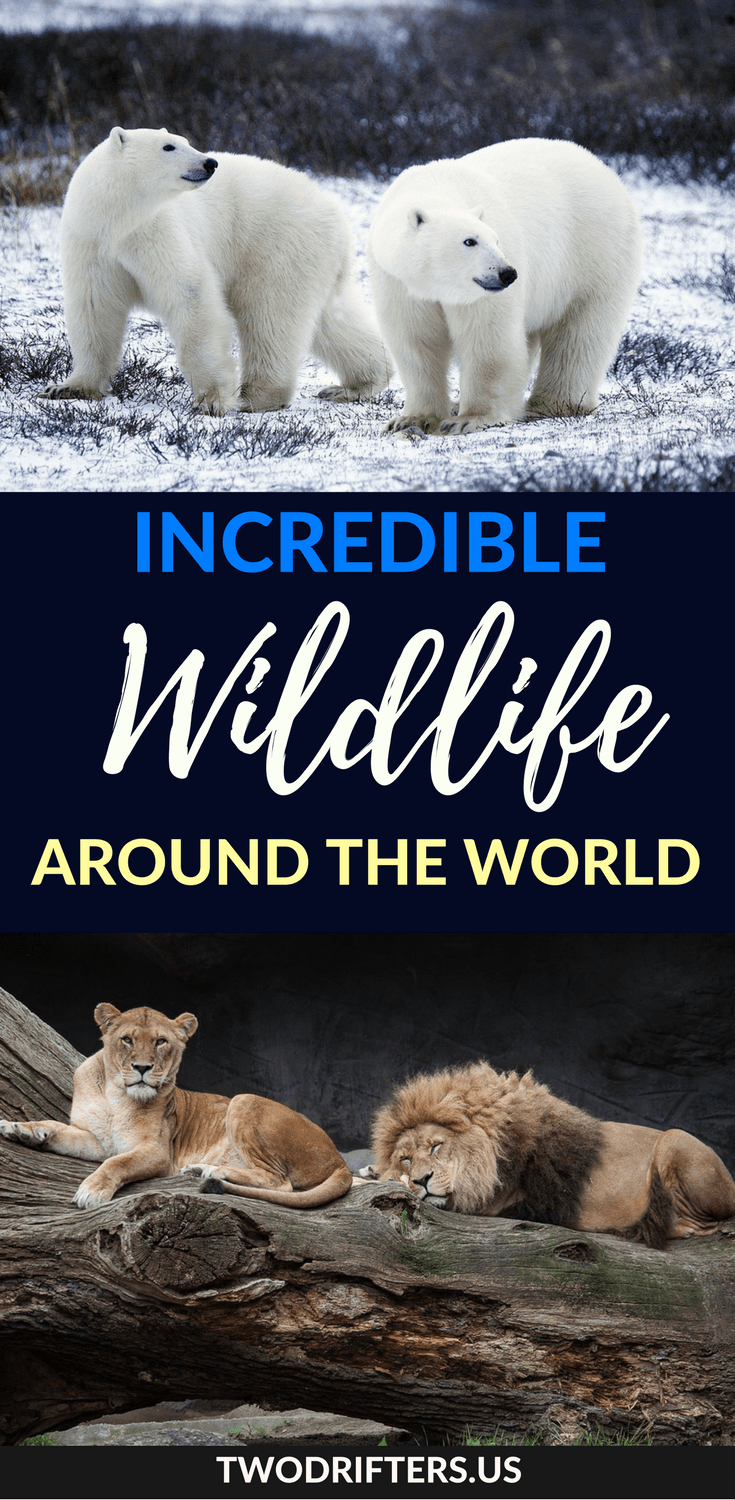 Pinterest social share image that says, "Incredible Wildlife Around the World."