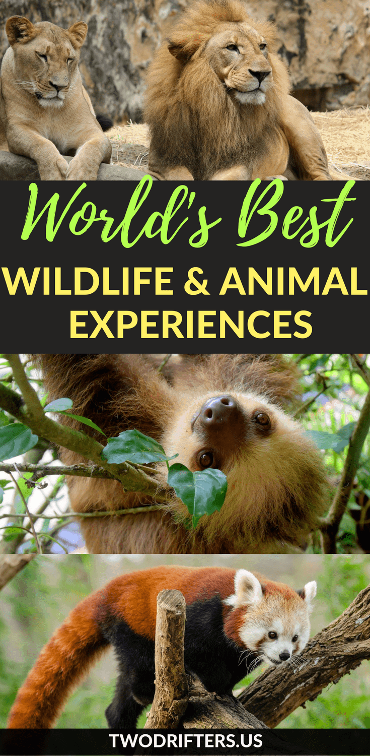 Pinterest social share image that says, "World's Best Wildlife & Animal Experiences."