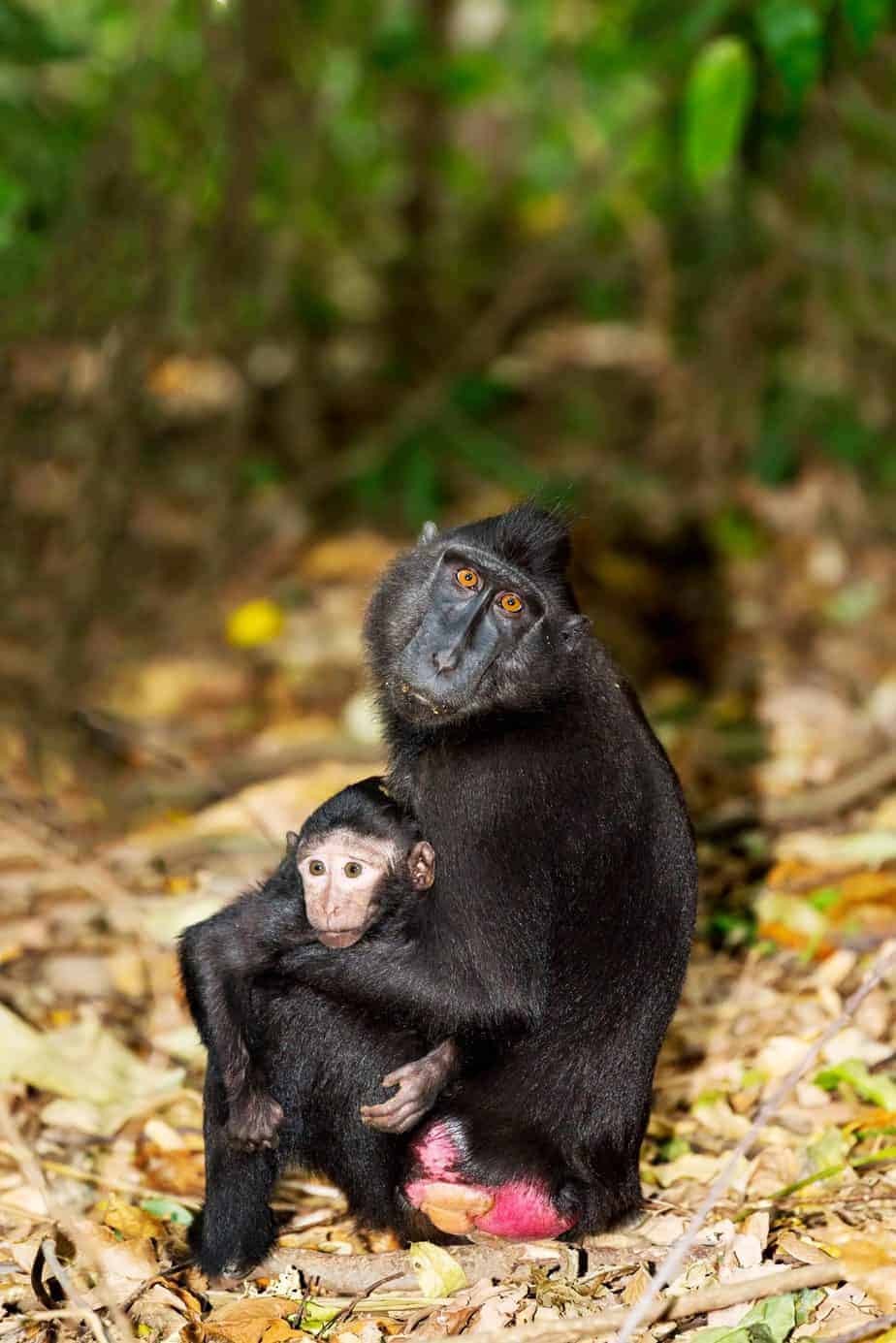 Celebes crested macaque as black monkey, mother with baby, Sulawesi, Indonesia