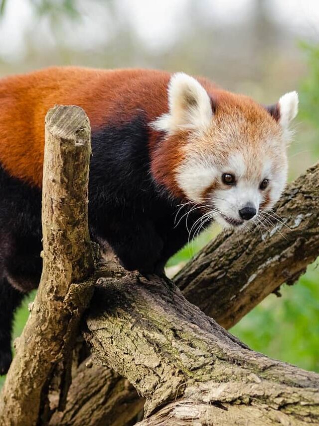 cropped-red-panda-2.jpg