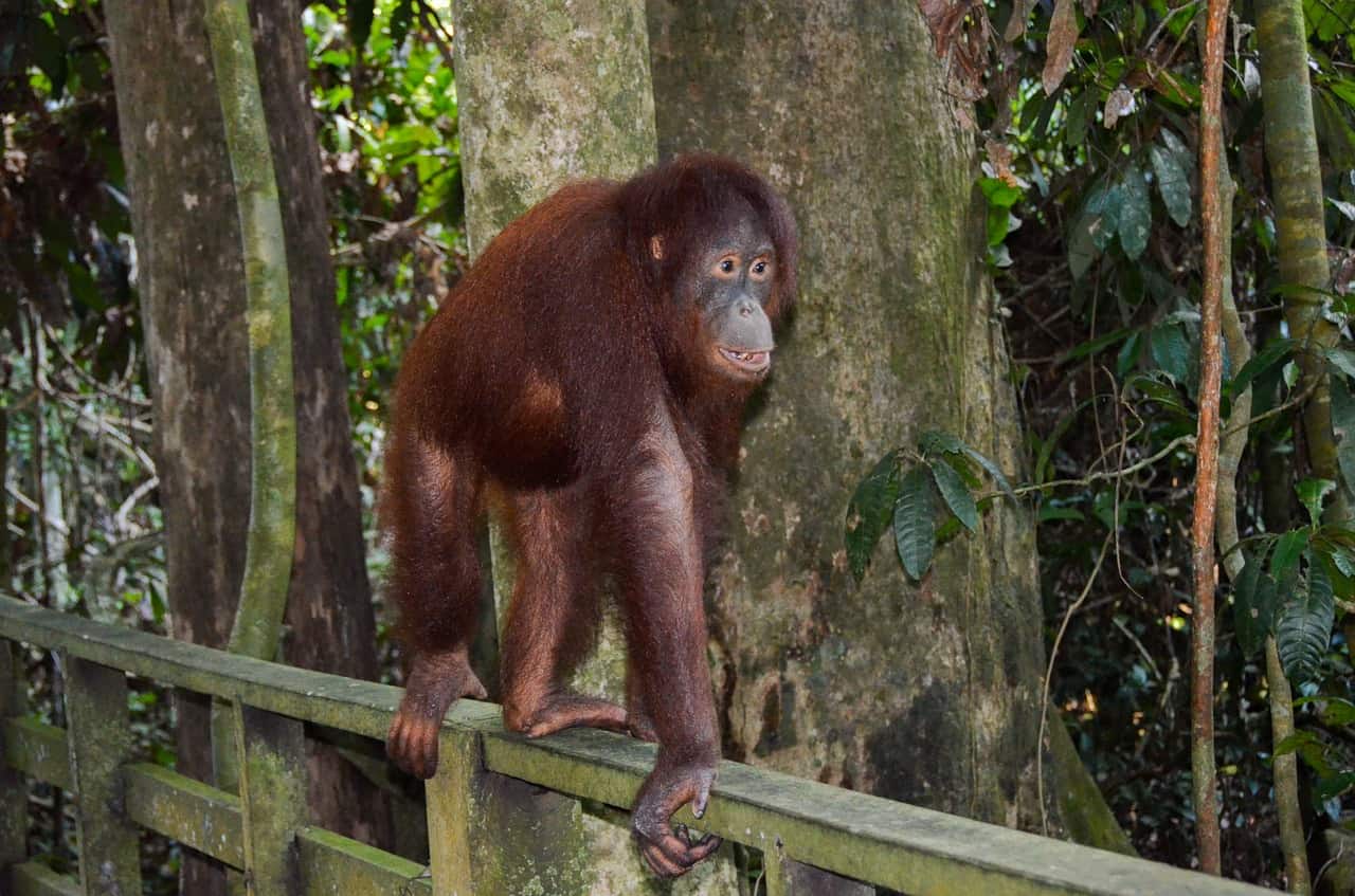 wildlife bucket list orangutan