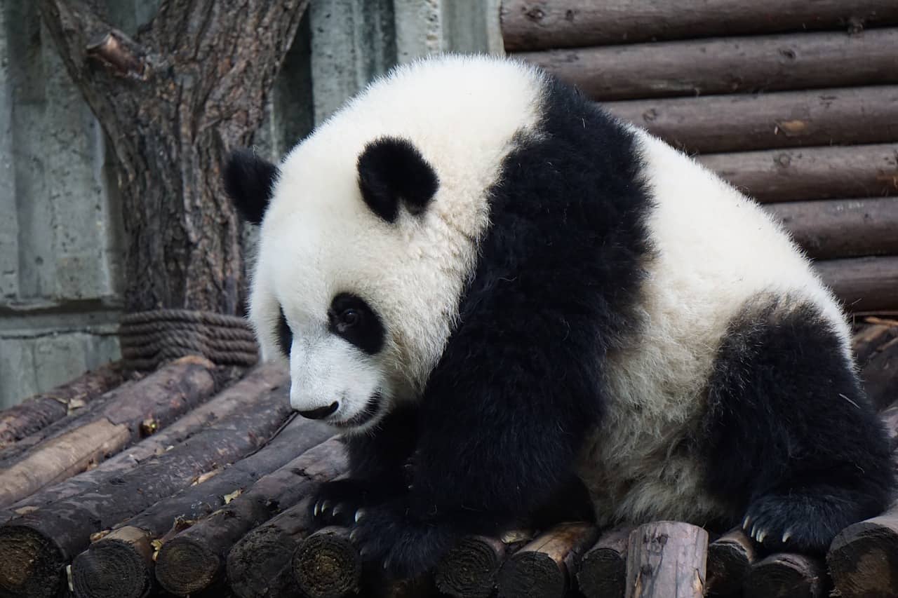 A black and white panda outdoors.