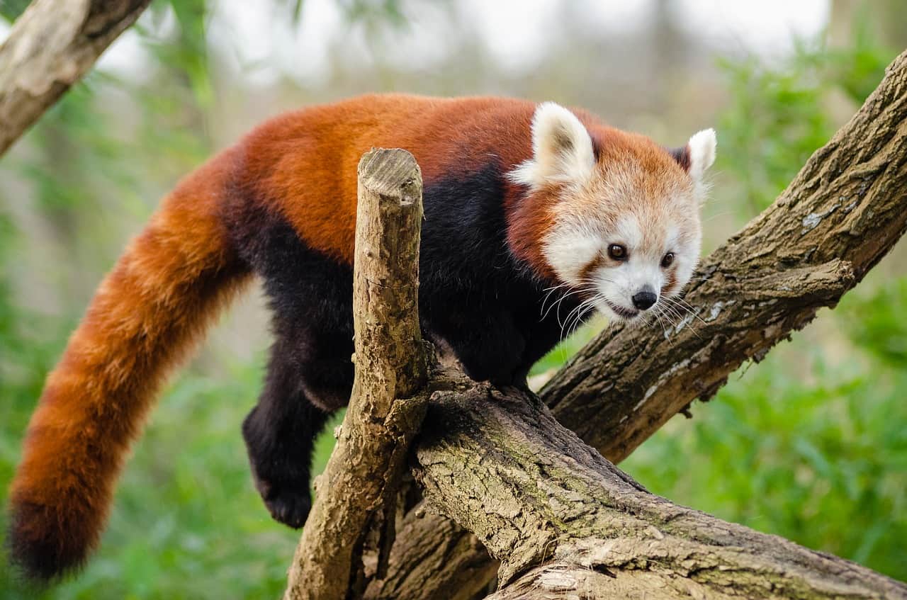 A red panda on a tree branch.