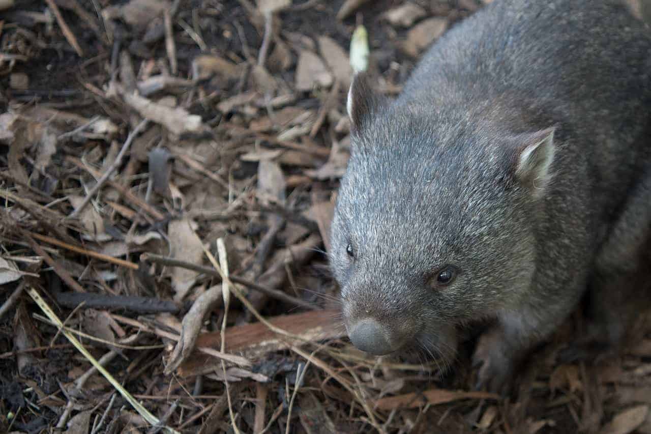 wildlife experiences - wombat in australia