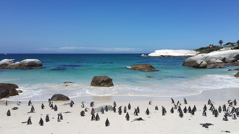 A group of penguins walk around a sandy beach near the ocean.