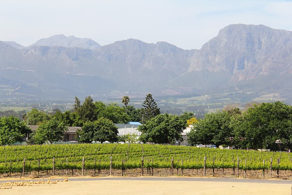 A vineyard with tall mountains in the background.