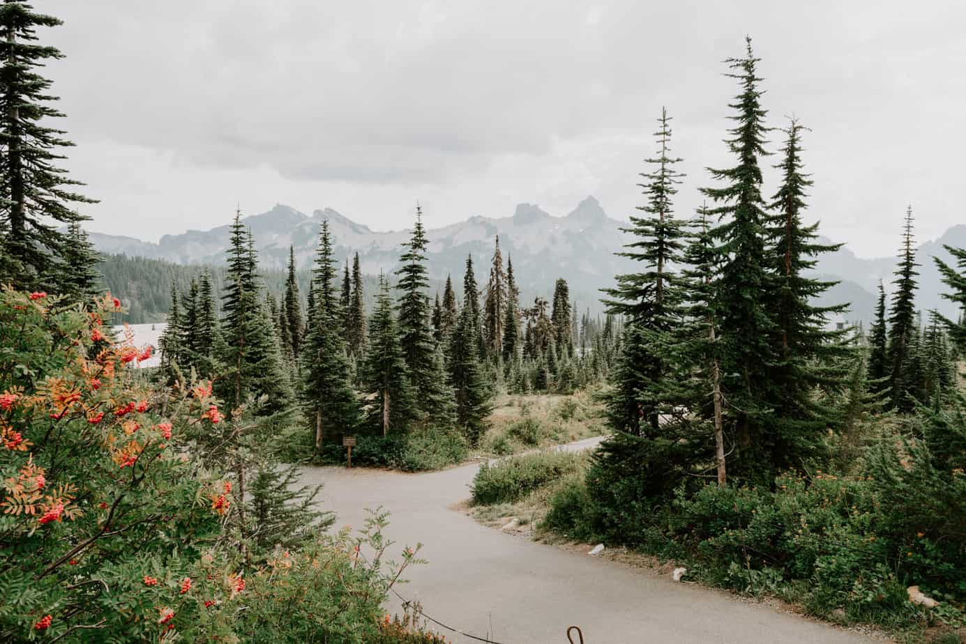 Tall evergreen trees on a foggy day, with a paved path leading through them.