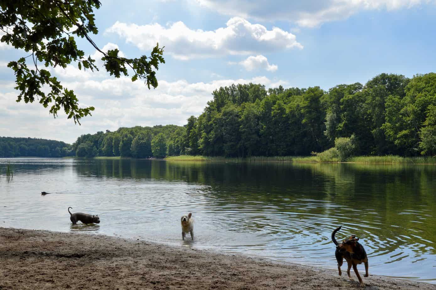Dogs play in the lake water surrounded by forested trees.