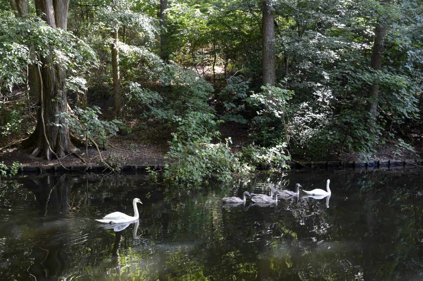 Swans float around on the water with trees behind them.