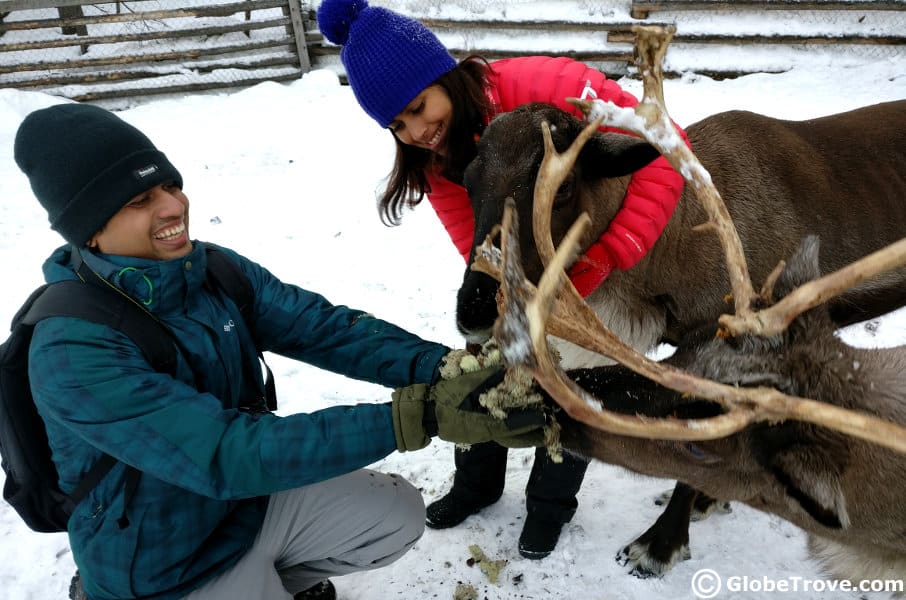 A couple attends to a reindeer in winter