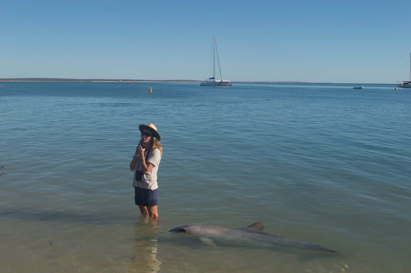 A person stands next to an ocean animal in the water while a boat floats in the background