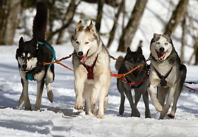 Dogs run happily in the snow.