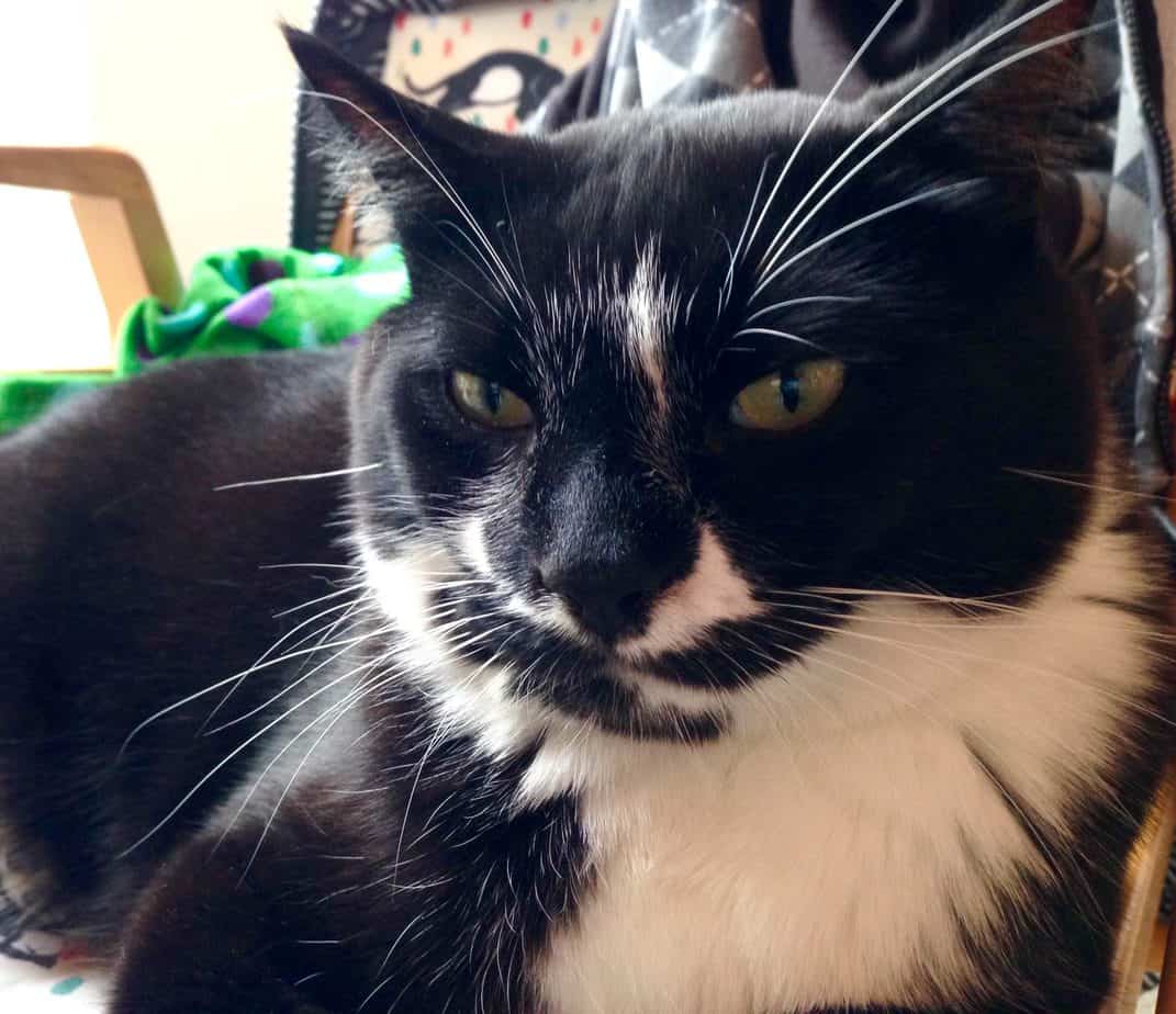 A close up of a black and white cat.