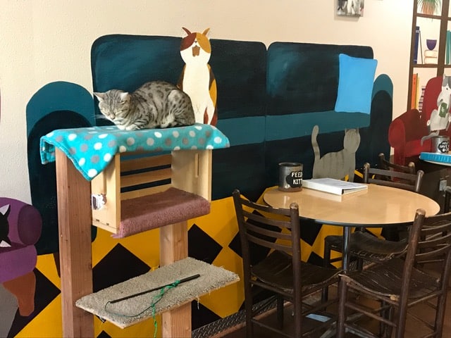A cat is sitting on a blue blanket next to a table and chairs.