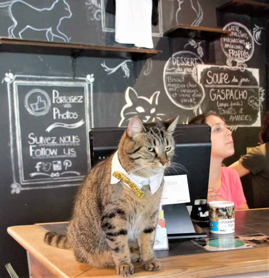 10 of the Most Adorable Cat Cafes in the US & Canada