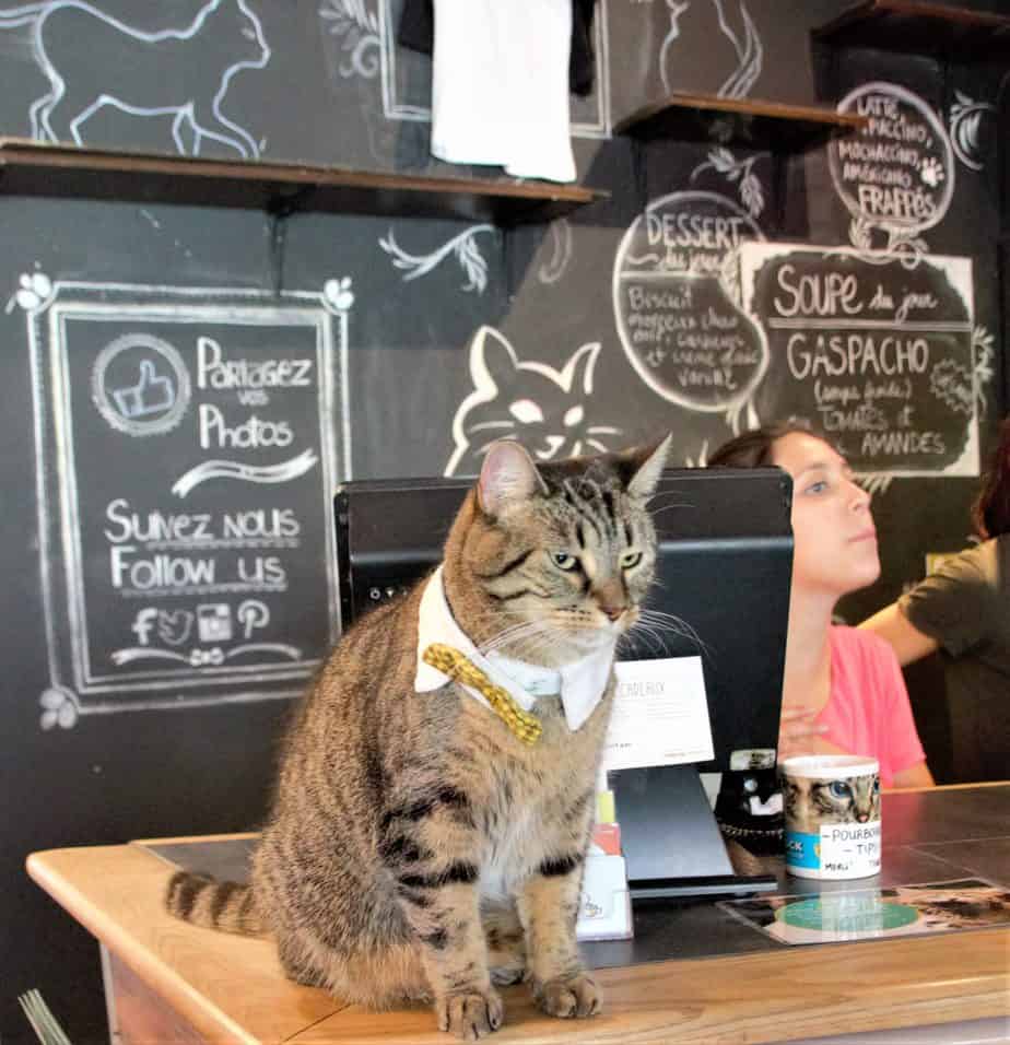 A cat sits on a table with a woman behind.