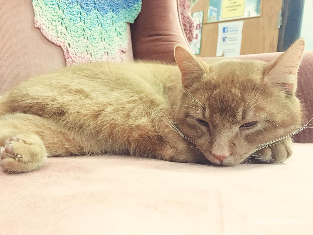 An orange cat is sitting and relaxing.