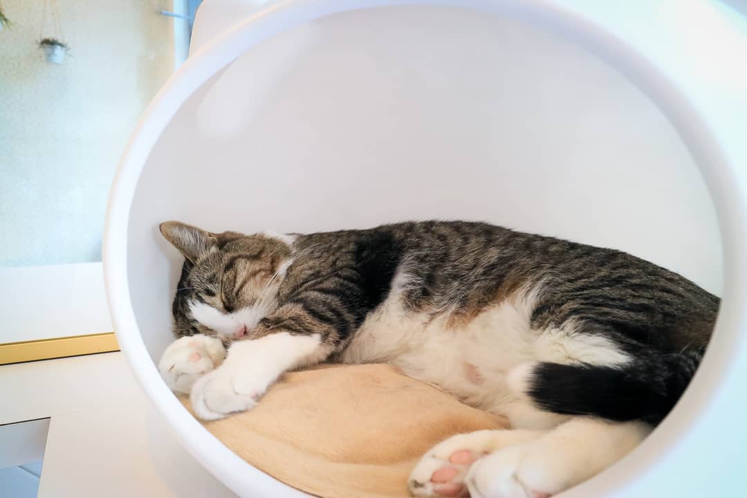A cat relaxes in an egg-shaped bed.