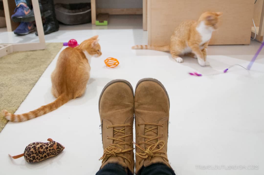 View of someone in shoes in a room surrounded by cats.